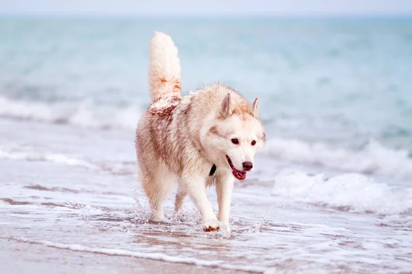 Uroczy Syberyjski Husky Pies Świeżym Powietrzu Morzu — Zdjęcie stockowe