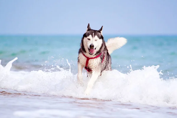 海の上に愛らしいシベリアのハスキー犬の屋外 — ストック写真