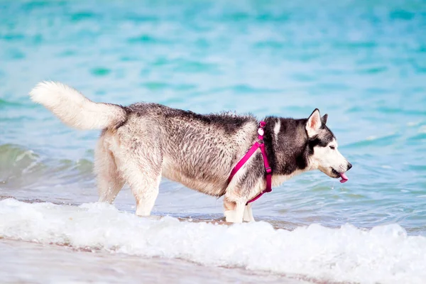 Entzückender Sibirischer Husky Hund Freien Meer — Stockfoto