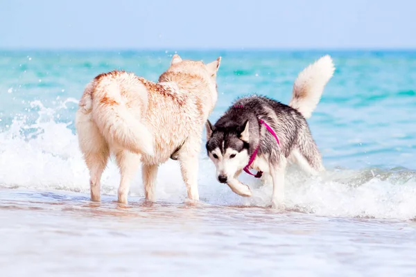 Adorável Siberian Cães Husky Livre — Fotografia de Stock