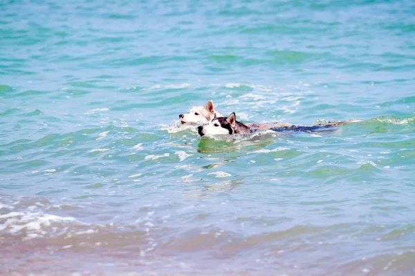 Urocze Syberyjskie Husky Psy Świeżym Powietrzu — Zdjęcie stockowe