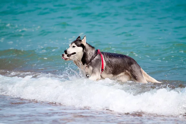 海の上に愛らしいシベリアのハスキー犬の屋外 — ストック写真