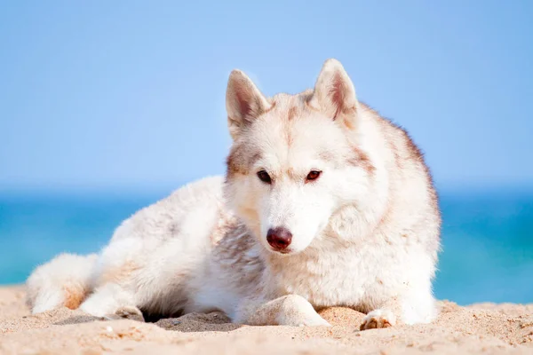 Adorabile Cane Husky Siberiano All Aperto Sul Mare — Foto Stock