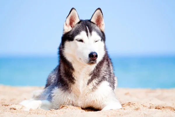 Uroczy Syberyjski Husky Pies Świeżym Powietrzu Morzu — Zdjęcie stockowe