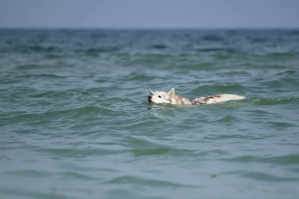 Bedårande Sibirisk Husky Hund Utomhus Havet — Stockfoto