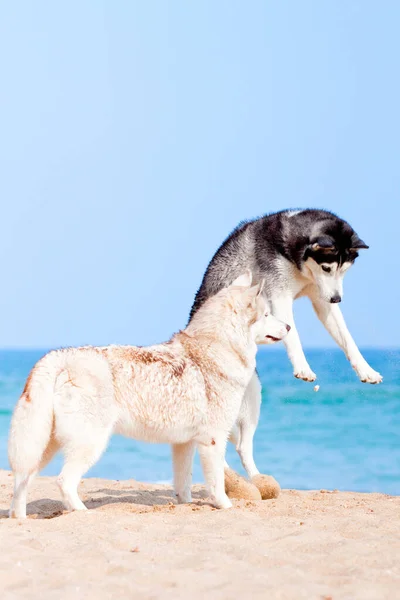 Adorables Perros Husky Siberianos Aire Libre — Foto de Stock