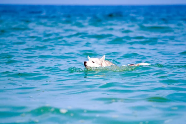 Adorable Siberian Husky Dog Outdoor Sea — Stock Photo, Image