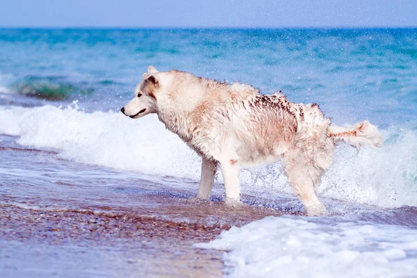 Schattige Siberische Husky Hond Buiten Zee — Stockfoto