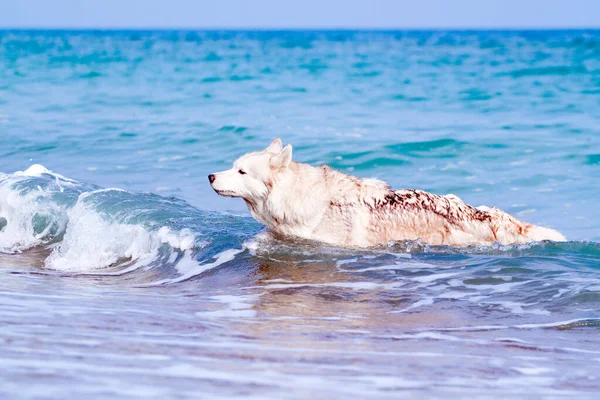 Adorable Siberian Husky Dog Outdoor Sea — Stock Photo, Image