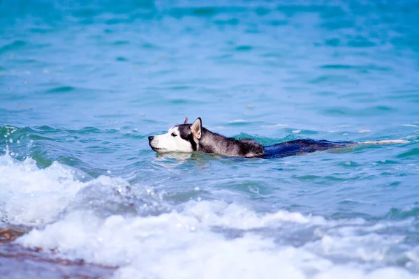 Uroczy Syberyjski Husky Pies Świeżym Powietrzu Morzu — Zdjęcie stockowe