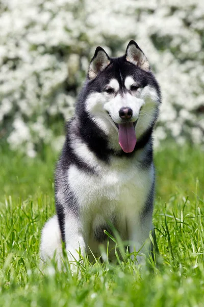 Adorable Perro Husky Siberiano Aire Libre —  Fotos de Stock