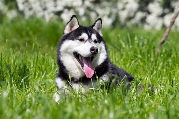 Entzückender Siberian Husky Hund Freien — Stockfoto