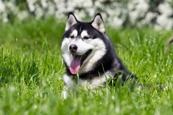 Adorável Siberian Husky Cão Livre — Fotografia de Stock