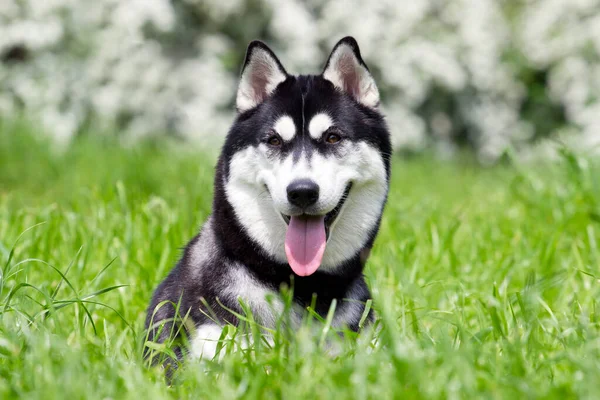 Adorável Siberian Husky Cão Livre — Fotografia de Stock