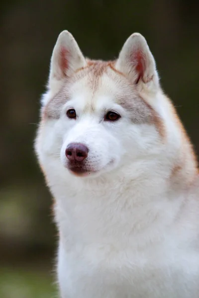 Rozkošný Sibiřský Husky Pes Venku — Stock fotografie