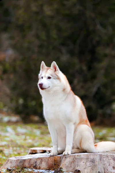 Schattige Siberische Husky Hond Buiten — Stockfoto