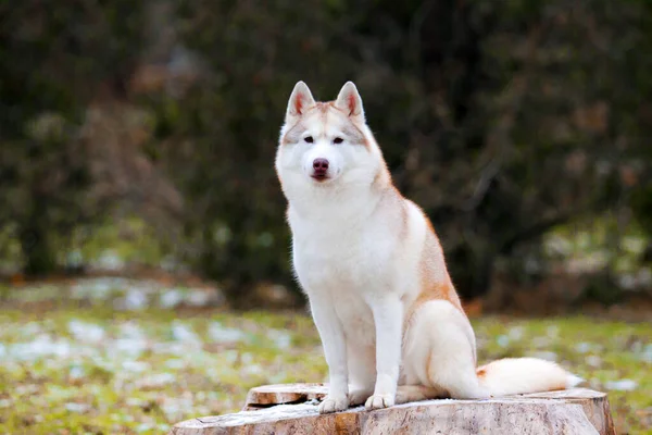 Adorable Perro Husky Siberiano Aire Libre —  Fotos de Stock