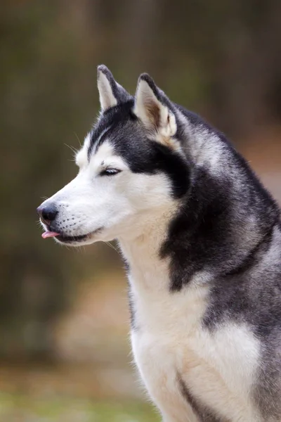 Rozkošný Sibiřský Husky Pes Venku — Stock fotografie