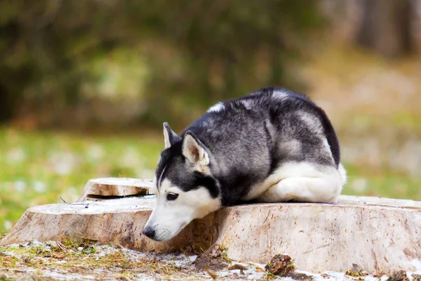 Adorable Perro Husky Siberiano Aire Libre —  Fotos de Stock