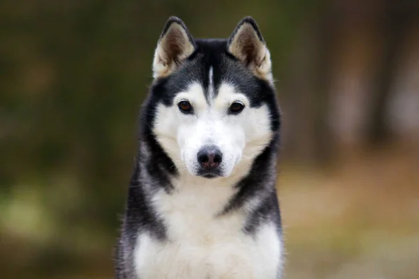 Bedårande Sibiriska Husky Hund Utomhus — Stockfoto