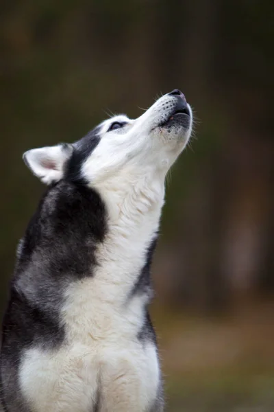 Adorável Siberian Husky Cão Livre — Fotografia de Stock