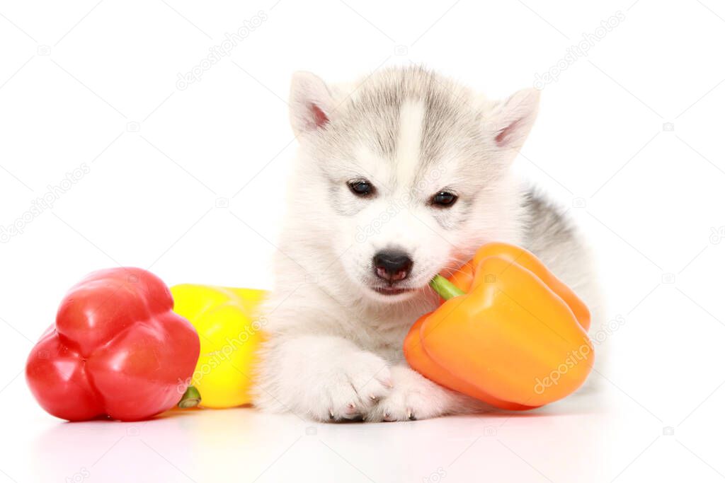 Siberian Husky puppy with bell peppers