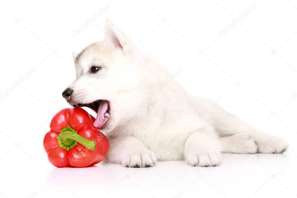 Siberian Husky puppy with bell pepper