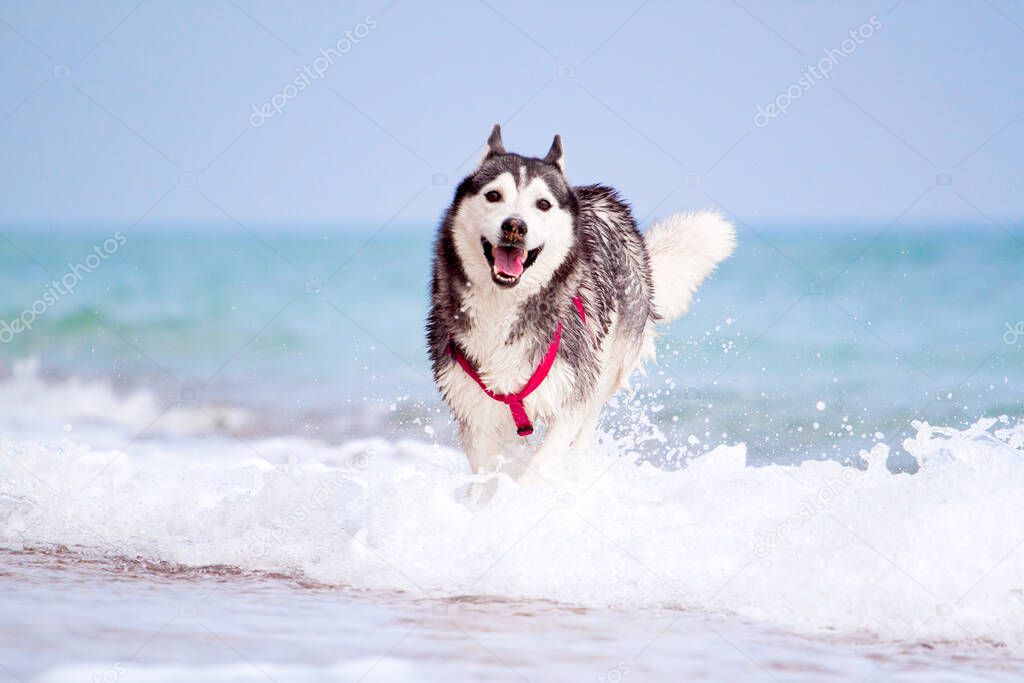 Adorable Siberian husky dog outdoor on the sea