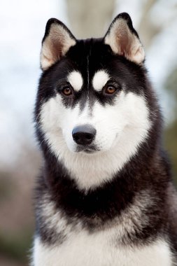 Sevimli Sibirya Husky köpeği açık havada 