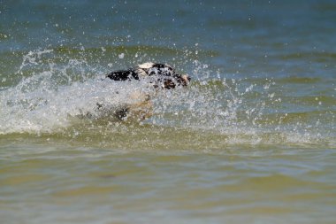 Sahilde aktif, güzel Avustralya çoban köpeği