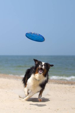 Sahilde aktif, güzel Avustralya çoban köpeği