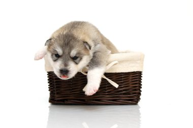 Beyaz arka planda sepette sevimli Sibirya Husky köpeği.