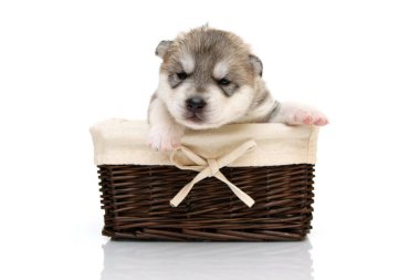 Beyaz arka planda sepette sevimli Sibirya Husky köpeği.