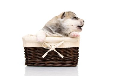 Beyaz arka planda sepette sevimli Sibirya Husky köpeği.