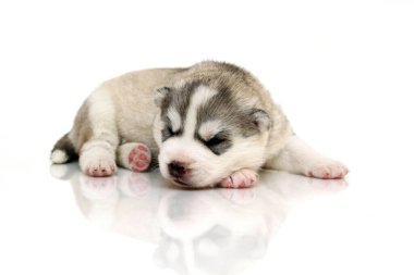 Beyaz arka planda sevimli Sibirya Husky köpeği