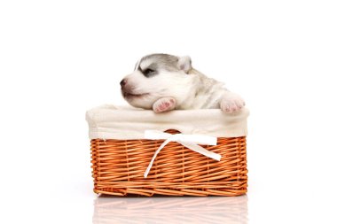 Beyaz arka planda sepette sevimli Sibirya Husky köpeği.