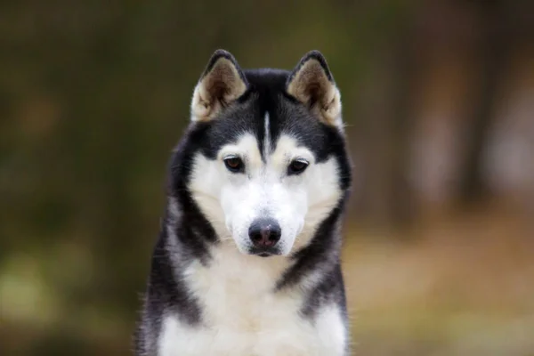 Bedårande Sibiriska Husky Hund Utomhus — Stockfoto