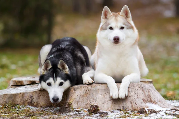 可敬的西伯利亚哈士奇犬 — 图库照片