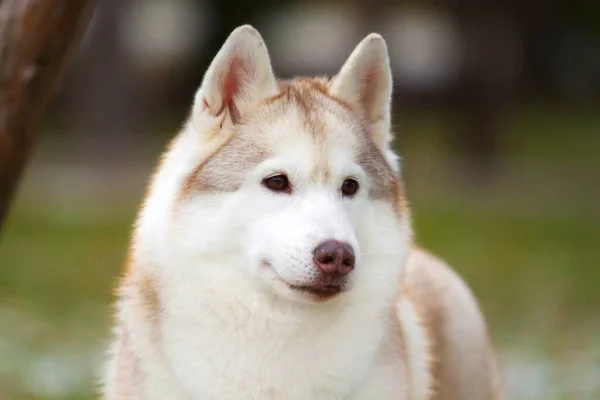 Schattige Siberische Husky Hond Buiten — Stockfoto