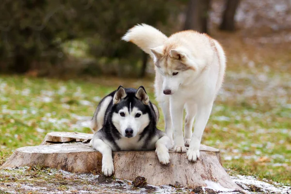 可敬的西伯利亚哈士奇犬 — 图库照片