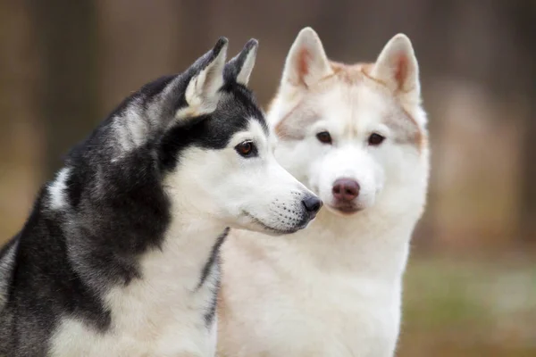 Entzückende Sibirische Huskys Freien — Stockfoto