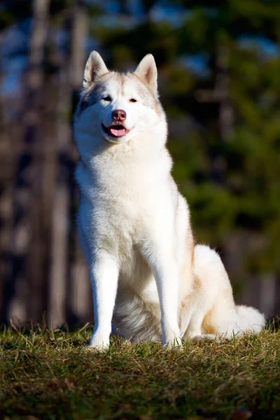 Entzückender Siberian Husky Hund Freien — Stockfoto