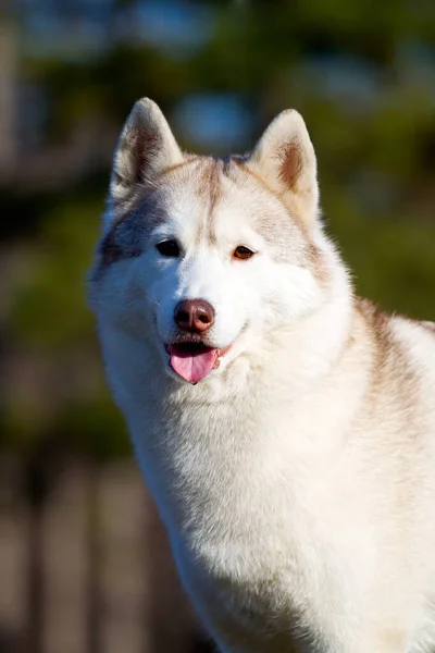 Schattige Siberische Husky Hond Buiten — Stockfoto