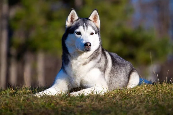 Bedårande Sibiriska Husky Hund Utomhus — Stockfoto