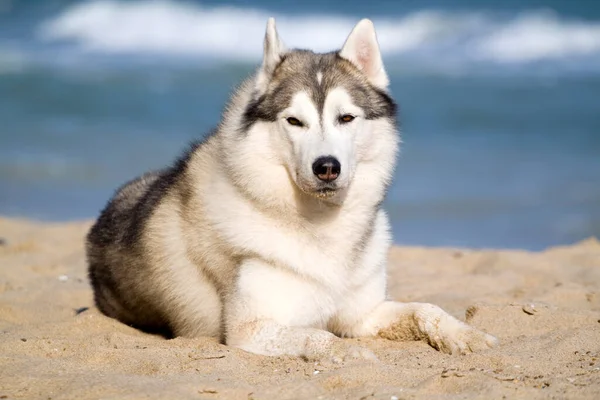 Schattige Siberische Husky Hond Buiten — Stockfoto