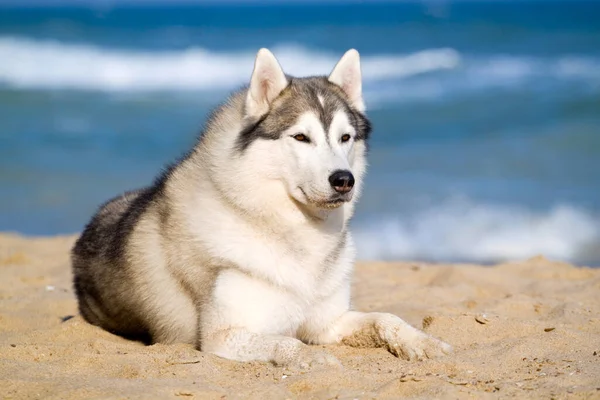 Adorable Siberian Husky Dog Outdoor — Stock Photo, Image