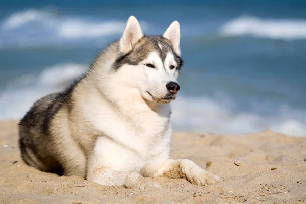 Sevimli Sibirya Husky Köpeği Açık Havada — Stok fotoğraf