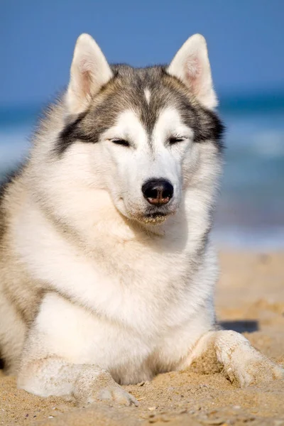 Adorable Siberian Husky Dog Outdoor — Stock Photo, Image