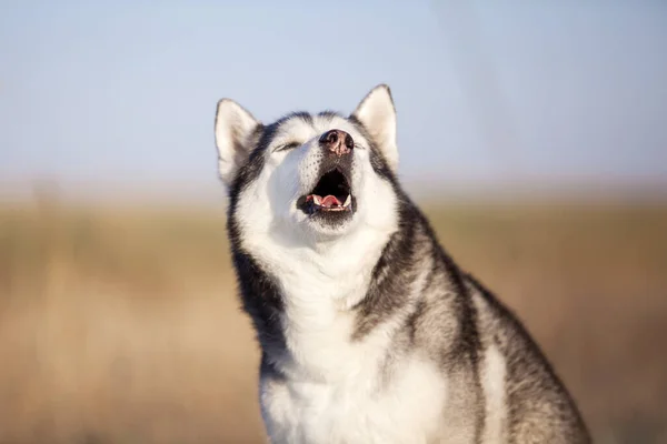 Adorable Siberian Husky Dog Outdoor — Stock Photo, Image