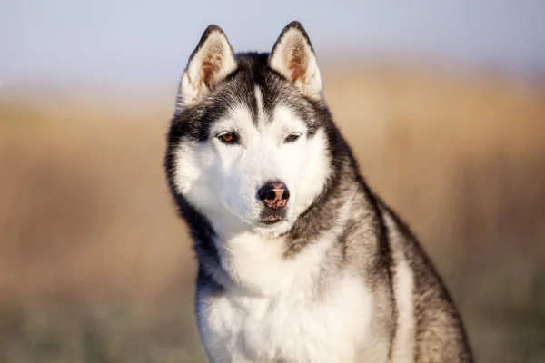 Uroczy Syberyjski Pies Husky Zewnątrz — Zdjęcie stockowe